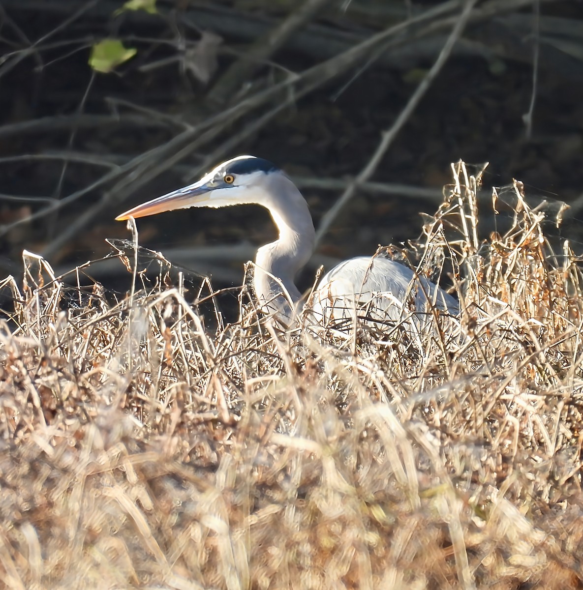 Great Blue Heron - ML644861913