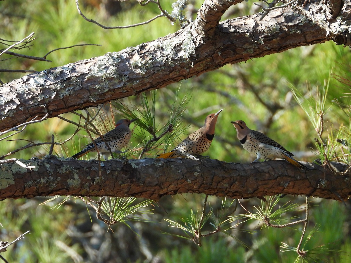 Northern Flicker - ML644861924