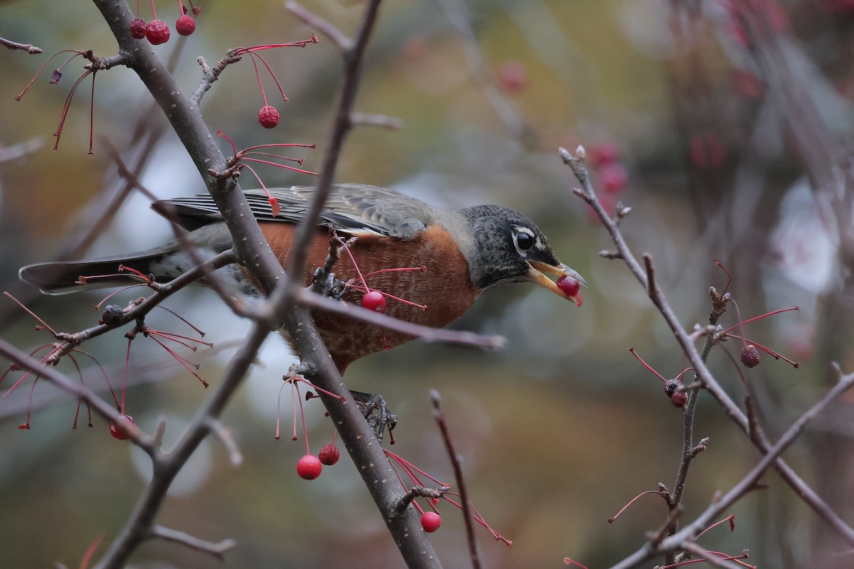 American Robin - ML644861930