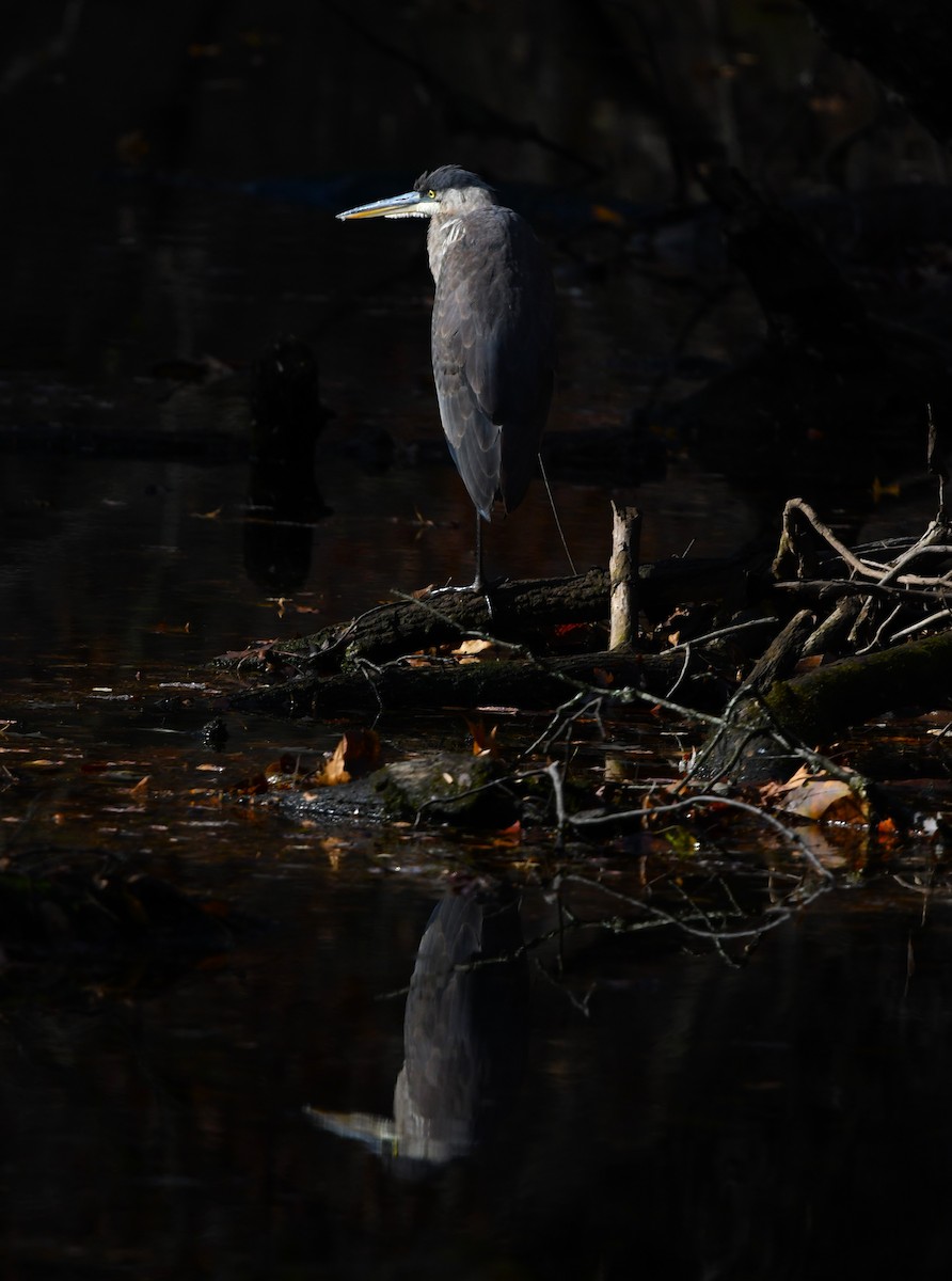 Great Blue Heron - ML644861931