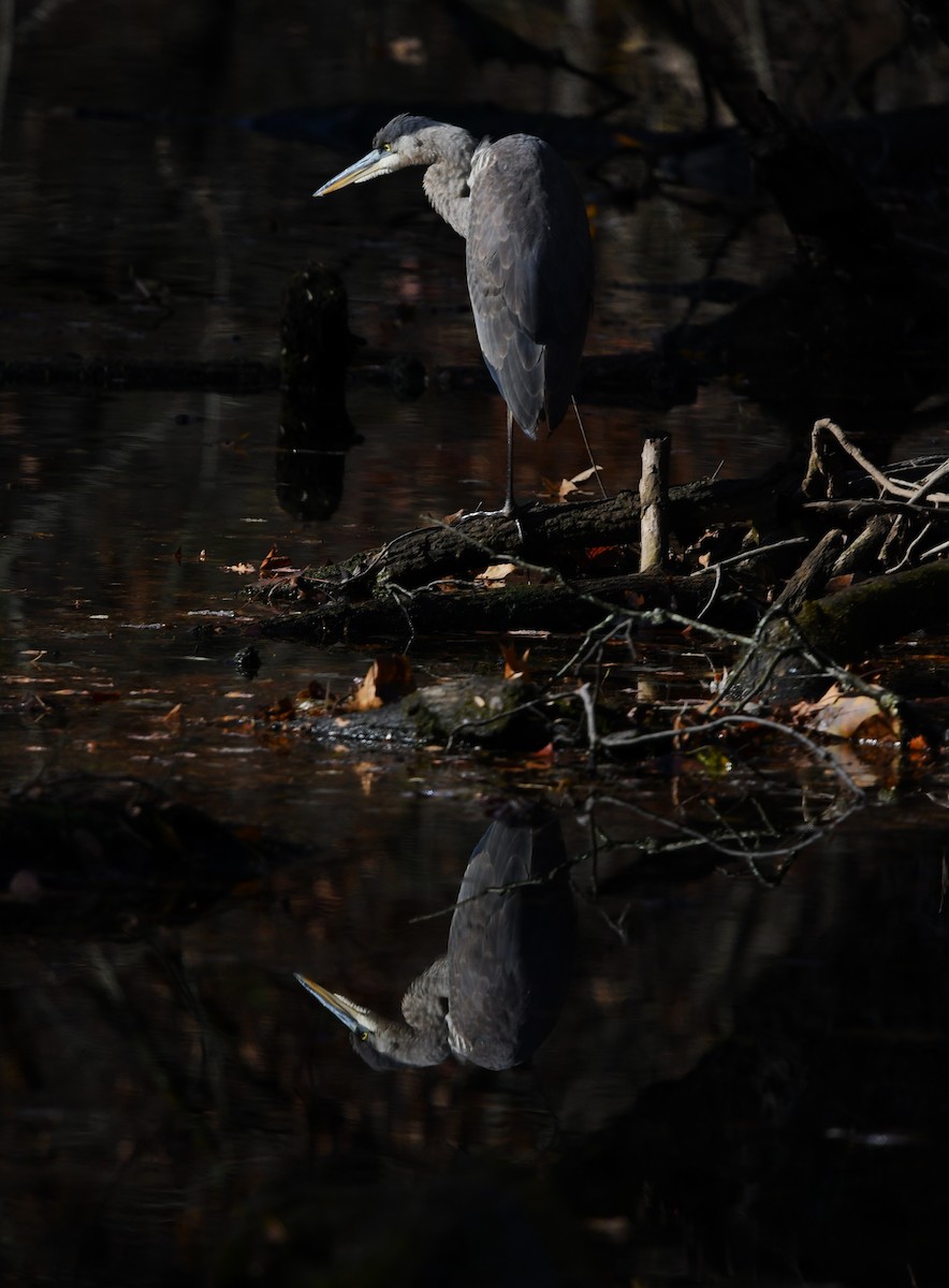 Great Blue Heron - ML644861932