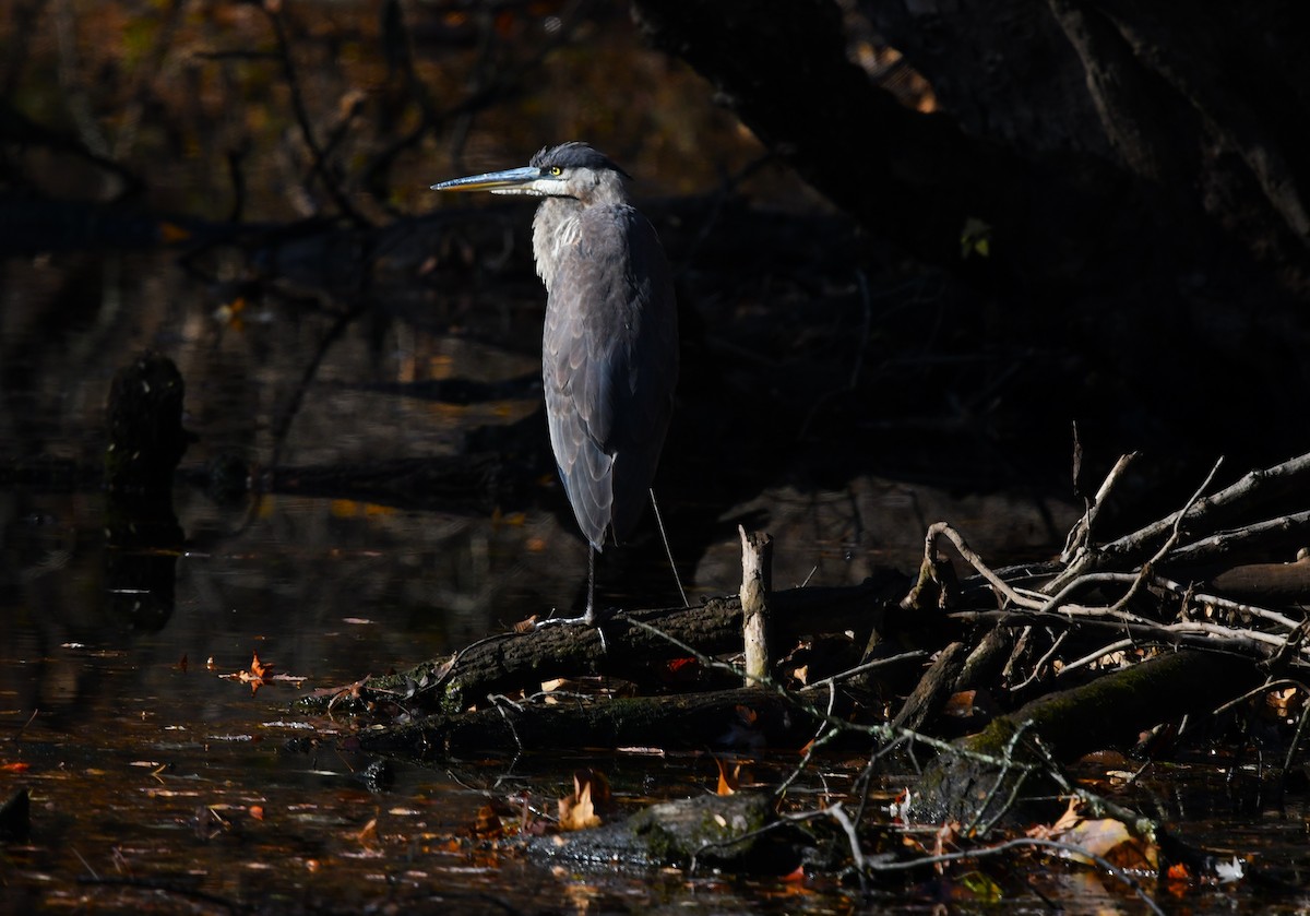 Great Blue Heron - ML644861933