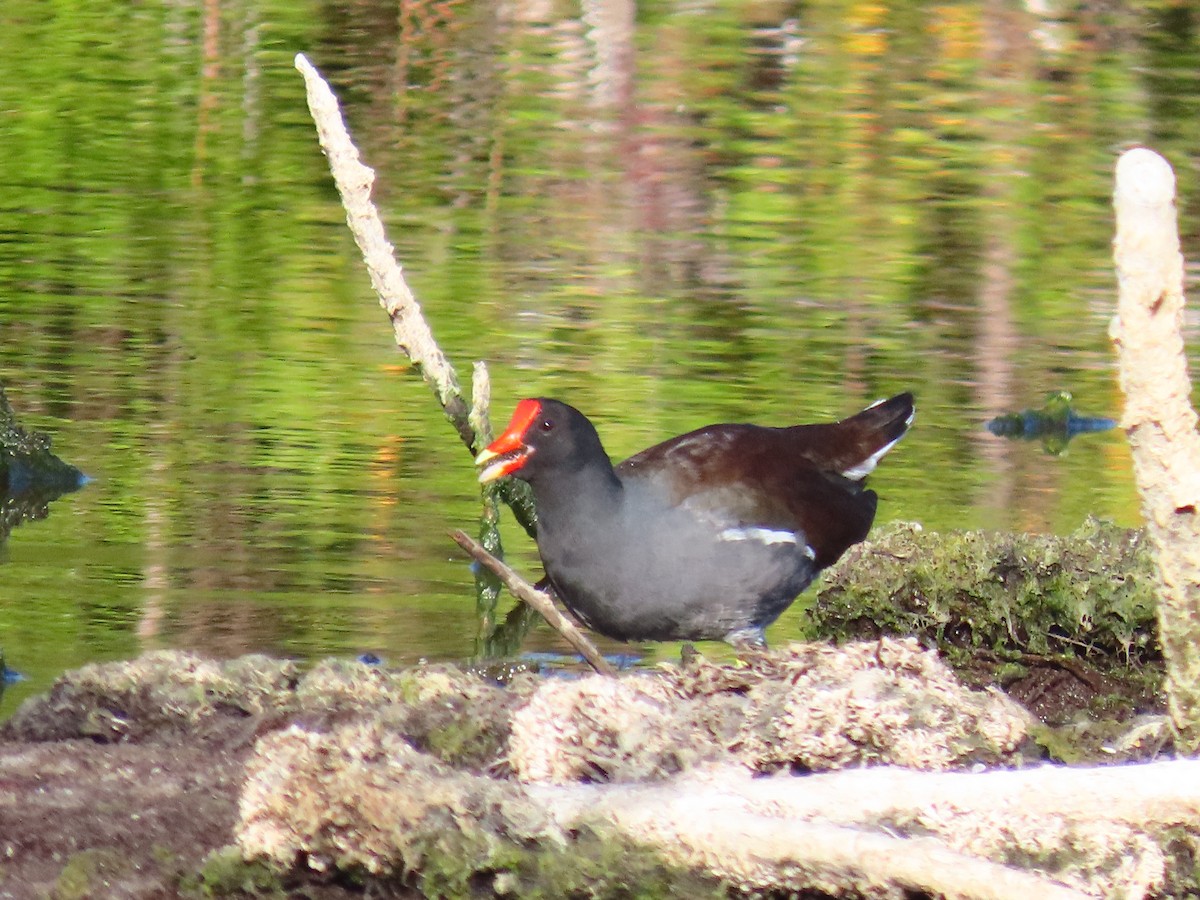 Common Gallinule - ML644861941
