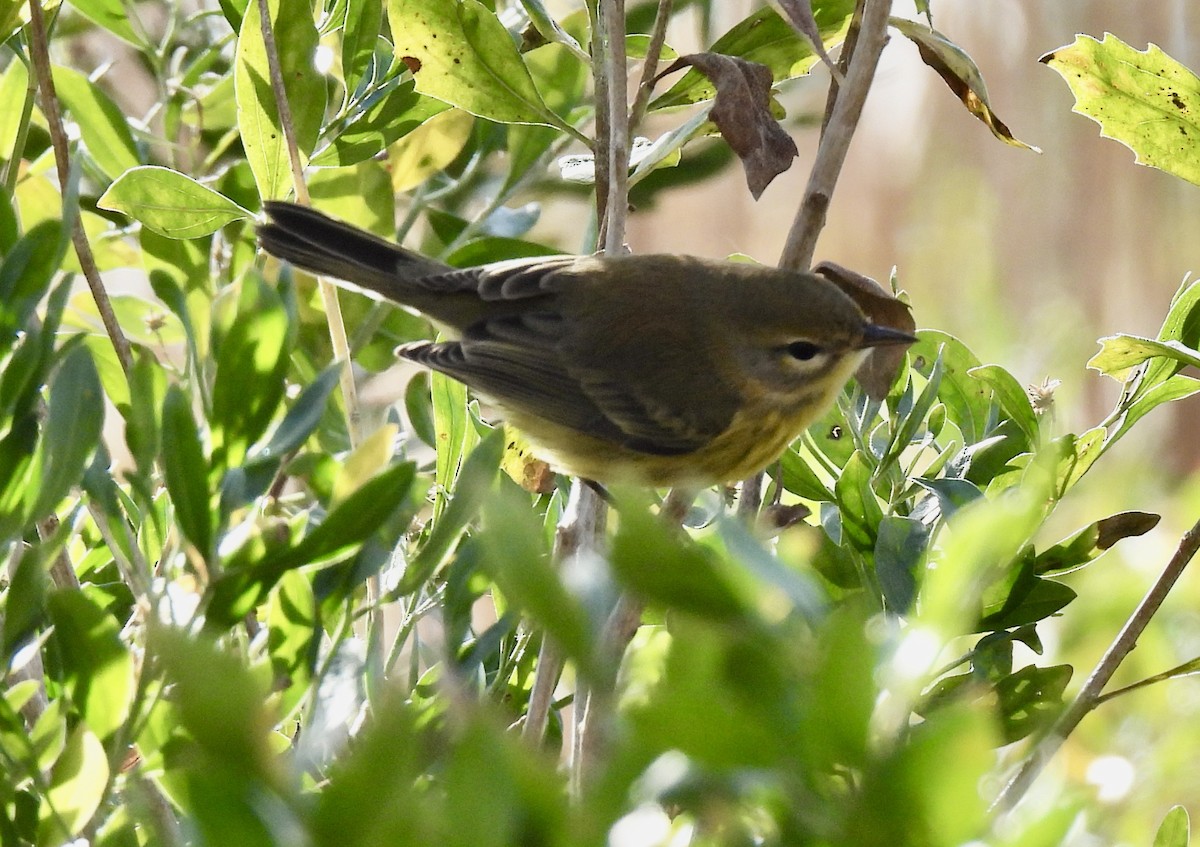 Prairie Warbler - ML644861944