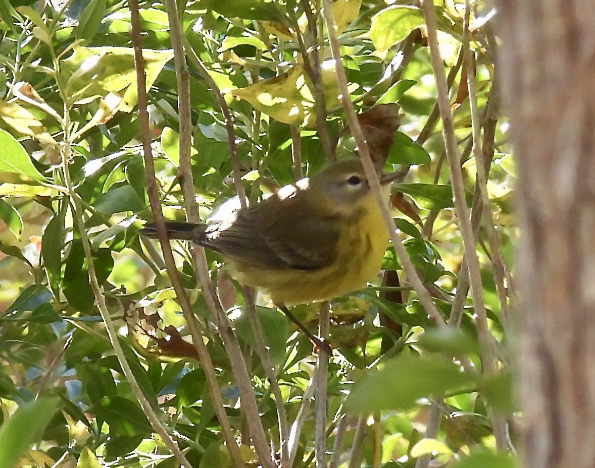 Prairie Warbler - ML644861945