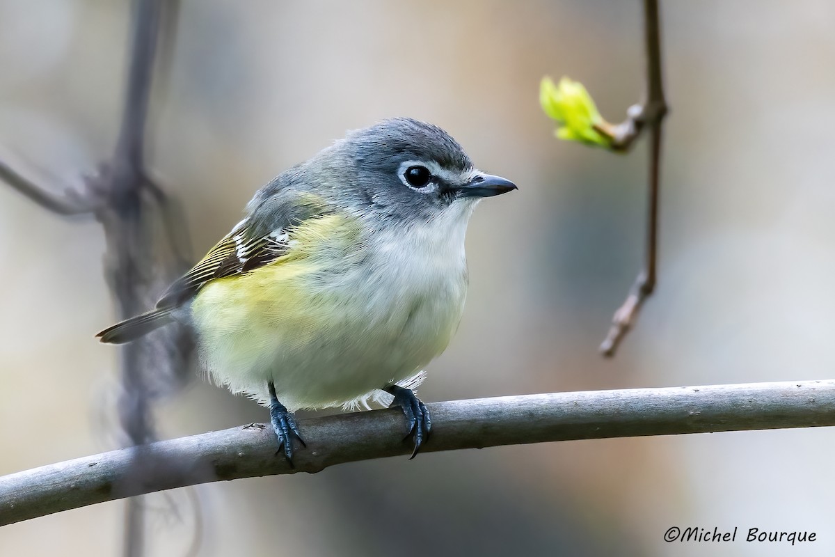 フタスジモズモドキ - ML644861975