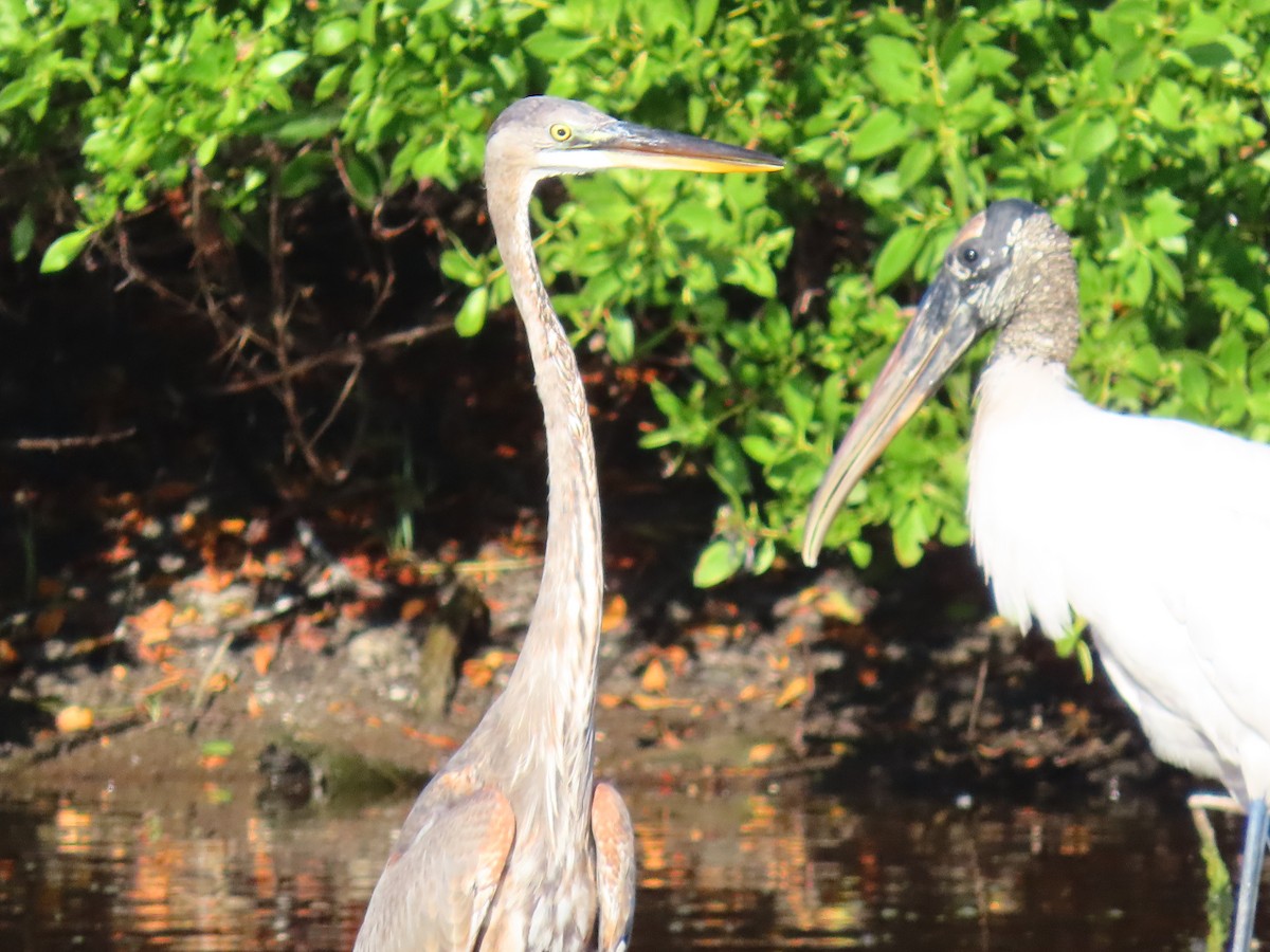 Great Blue Heron - ML644862004
