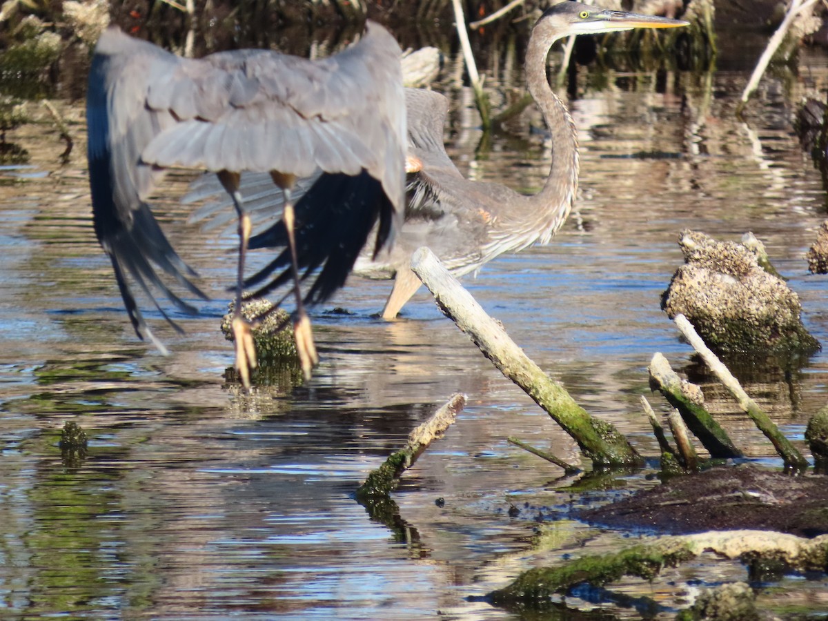 Great Blue Heron - ML644862005