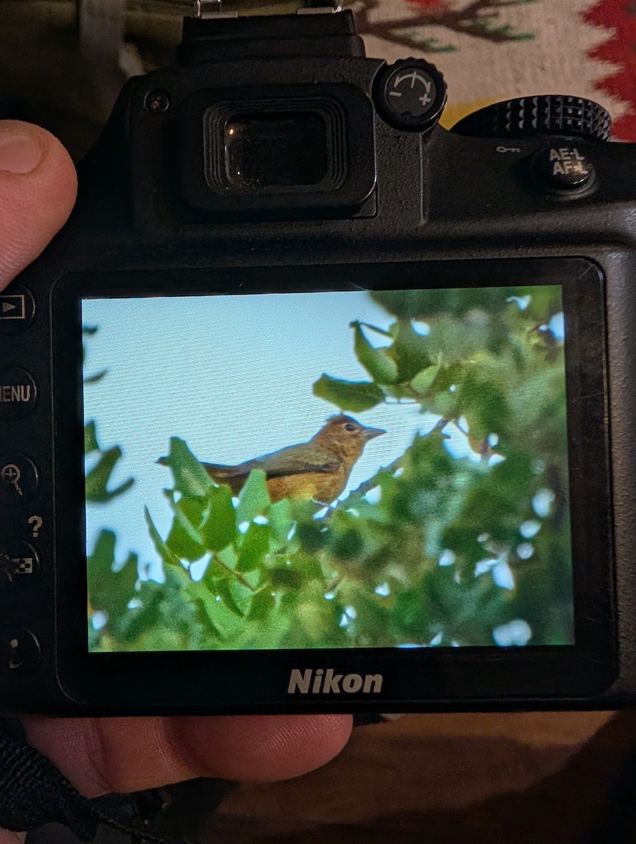 piranga ohnivá - ML644862010