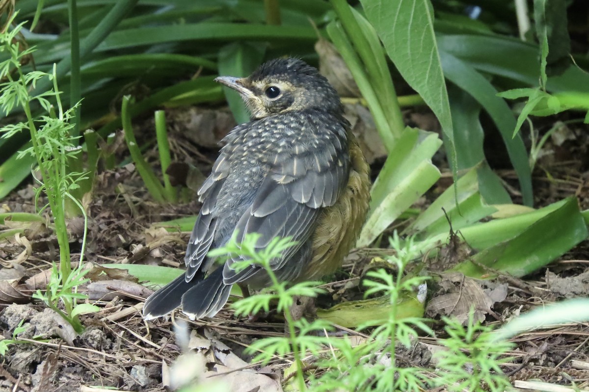 American Robin - ML644862013