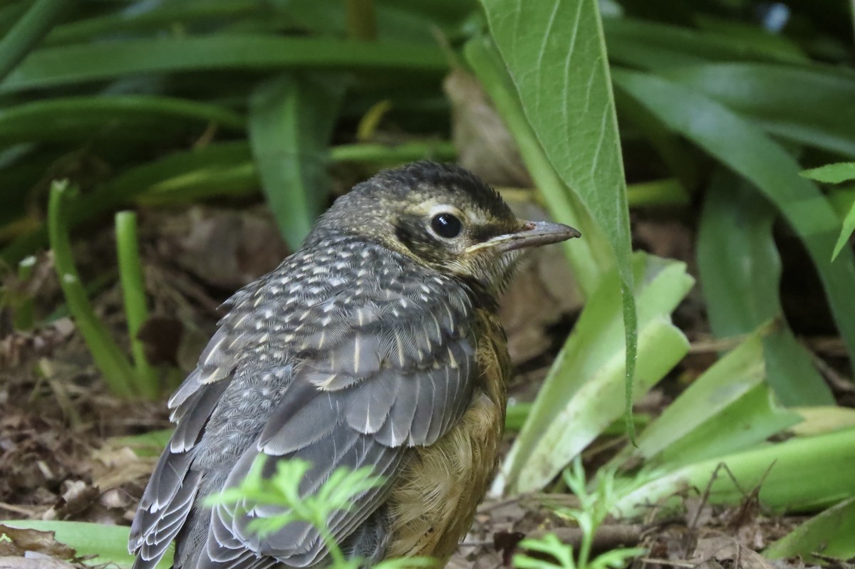 American Robin - ML644862014