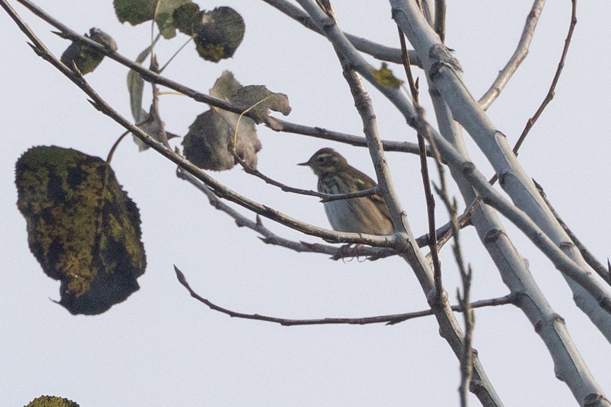 Olive-backed Pipit - ML644862018