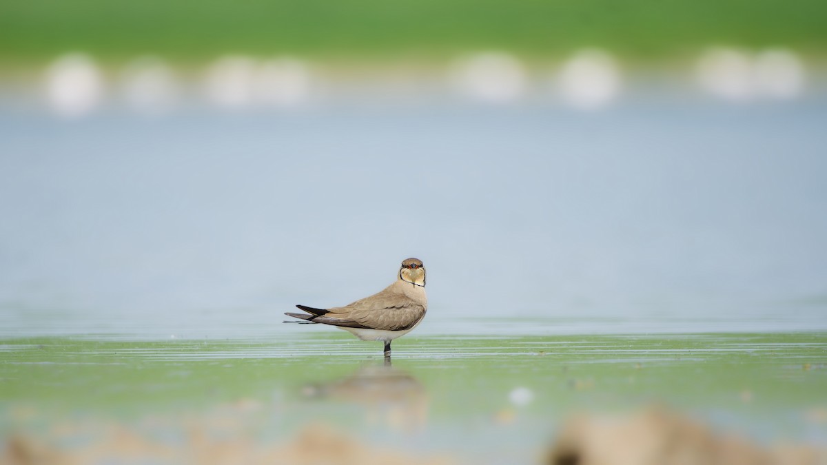 Collared Pratincole - ML644862020