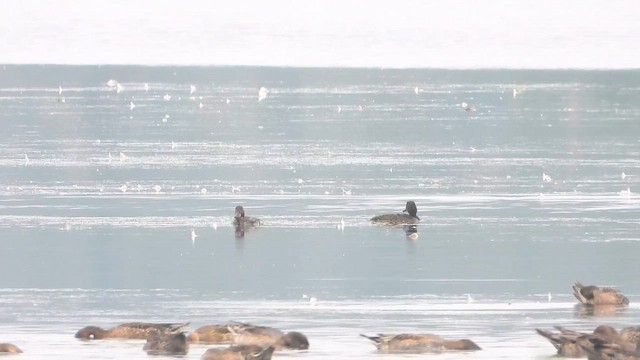 Ferruginous Duck - ML644862022