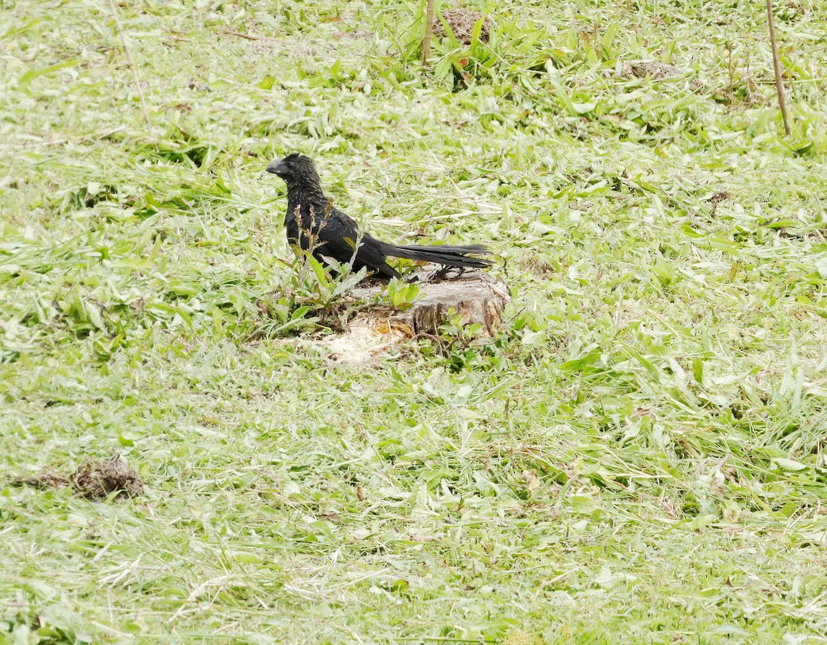 Smooth-billed Ani - ML644862032