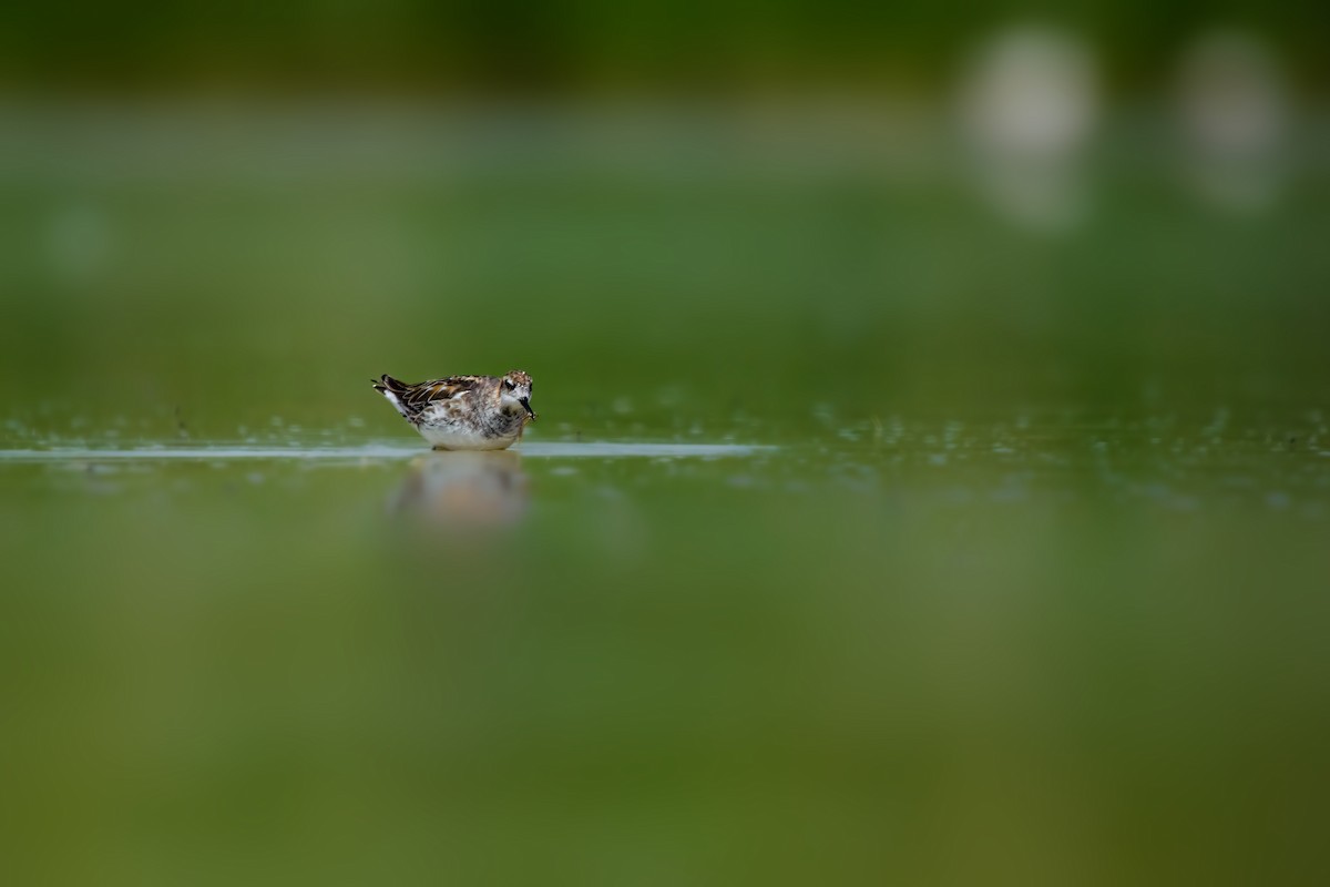 Red-necked Phalarope - ML644862044