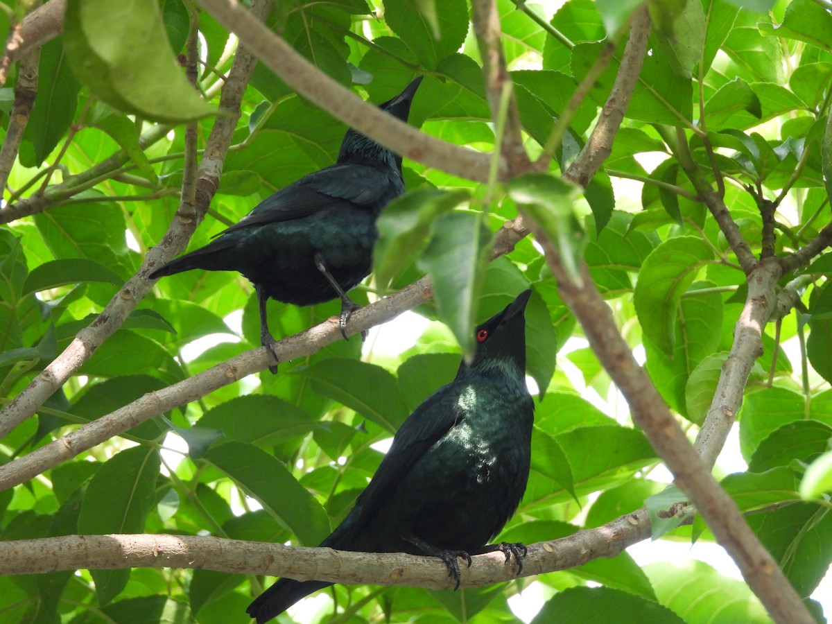 Stourne bronzé - ML644862045