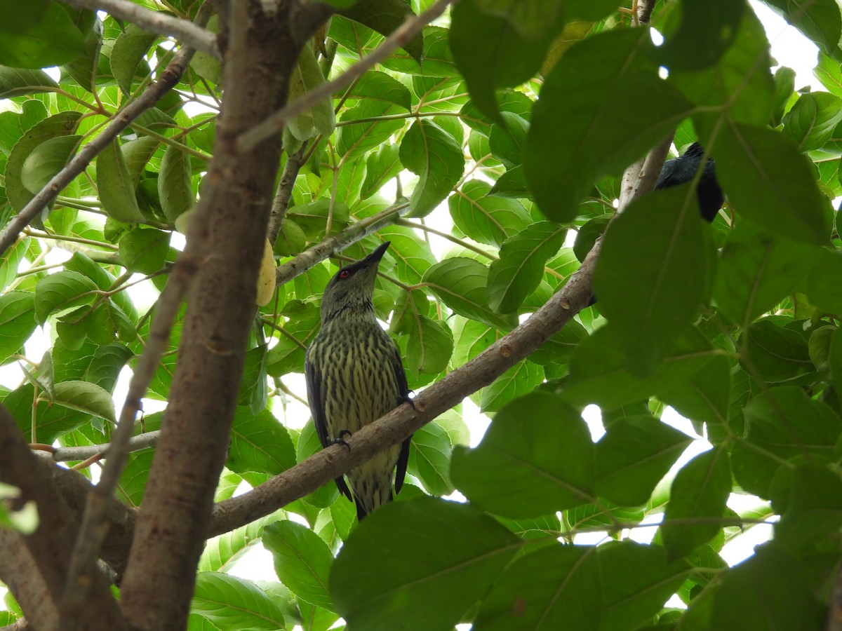 Stourne bronzé - ML644862046