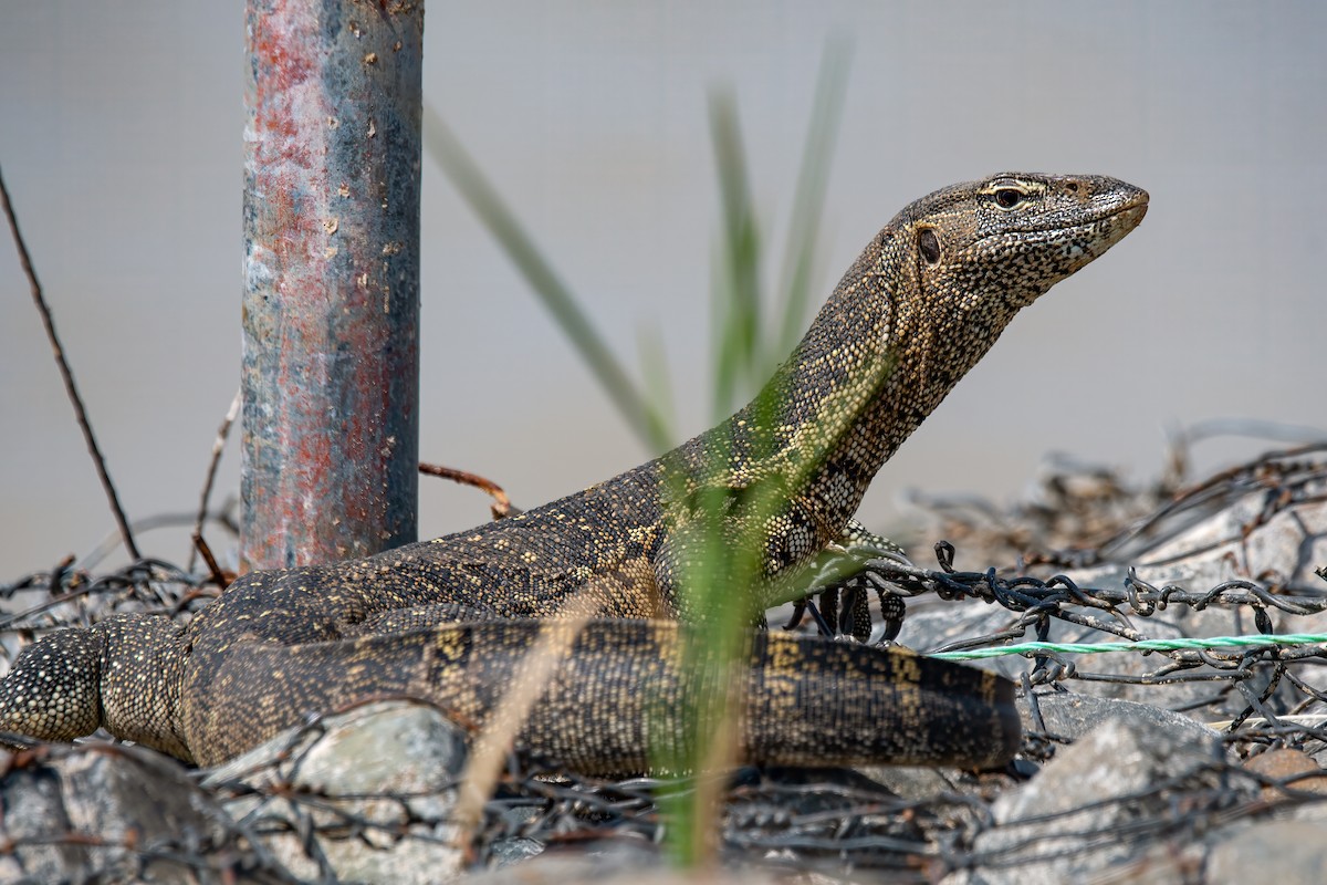 Nile Monitor - ML644862052