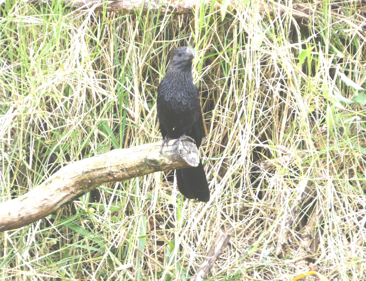 Smooth-billed Ani - ML644862055