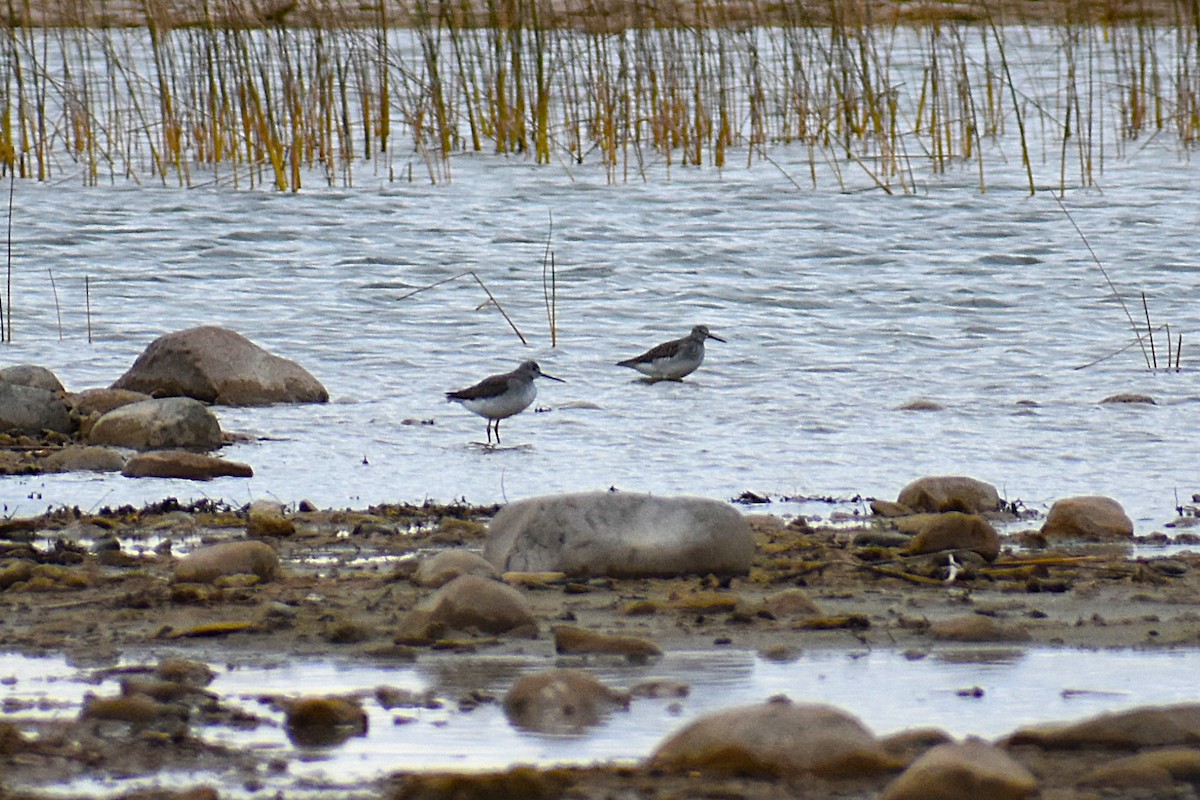 eBird Checklist - 8 Nov 2025 - Partridge Point - 34 species