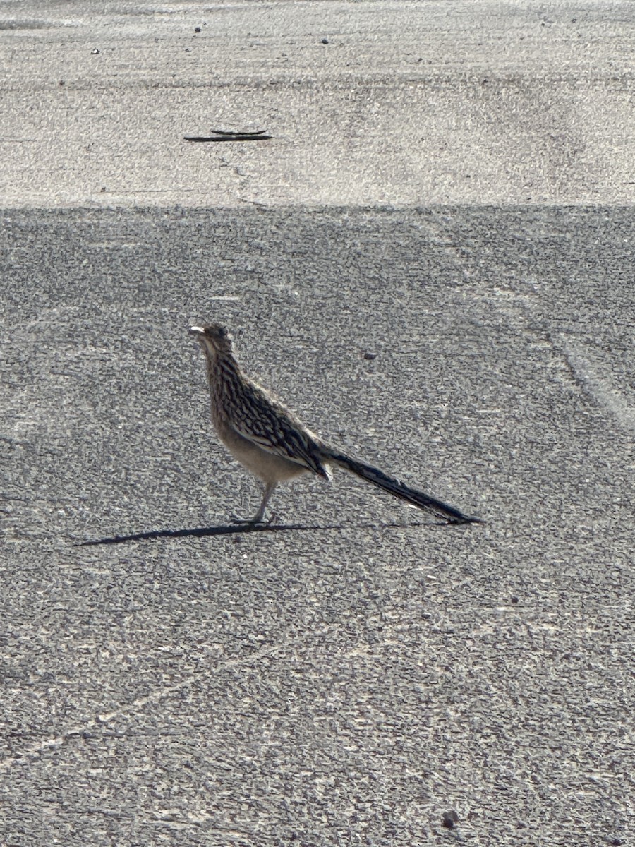 Greater Roadrunner - ML644862057