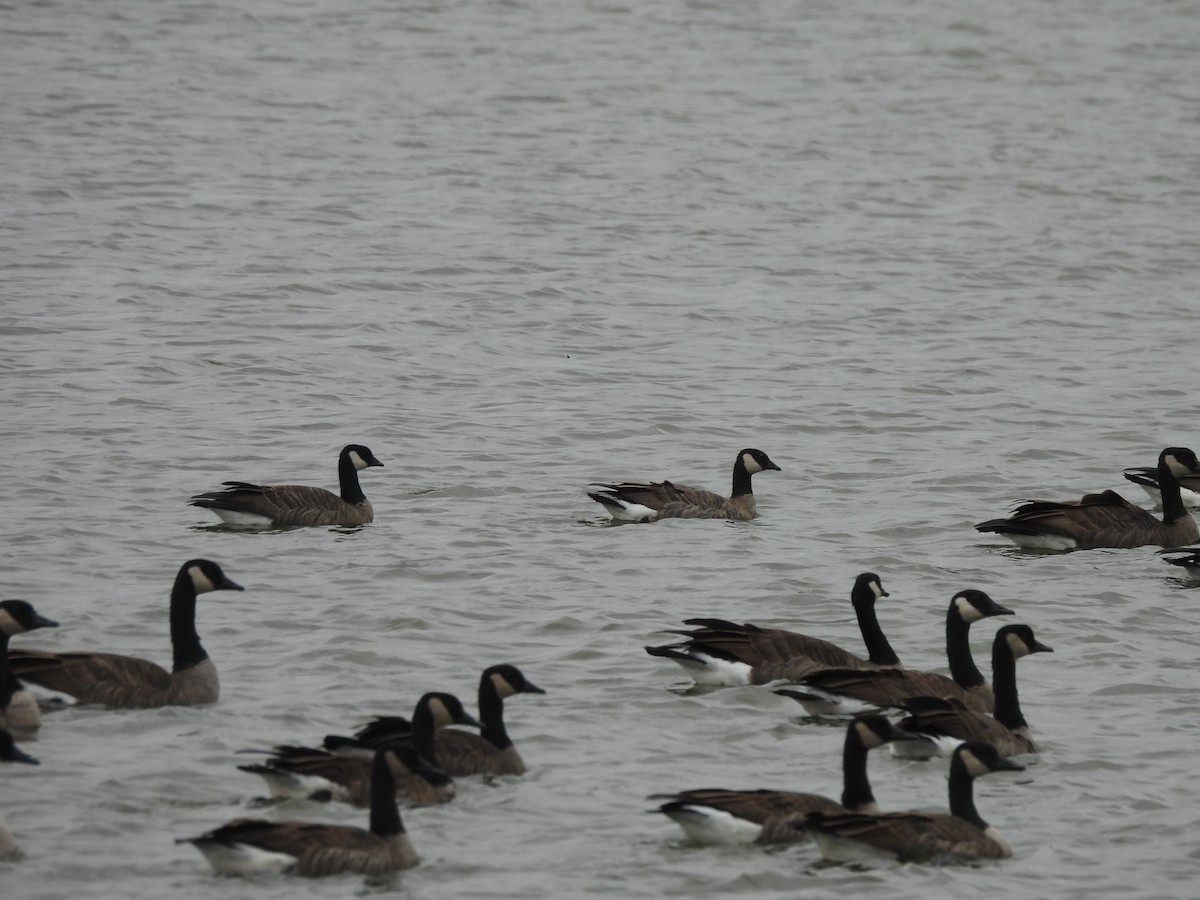 小加拿大雁 - ML644862081