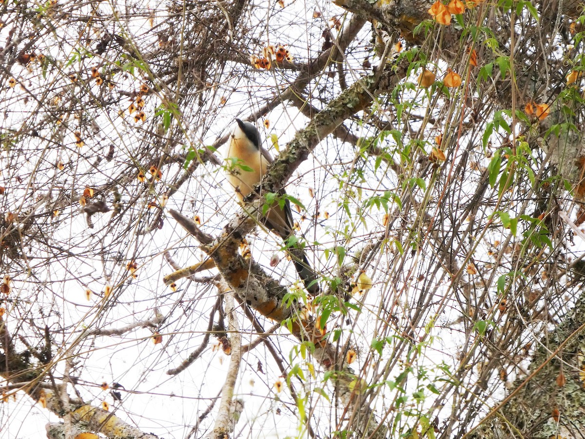 Кукліло бурий - ML644862089