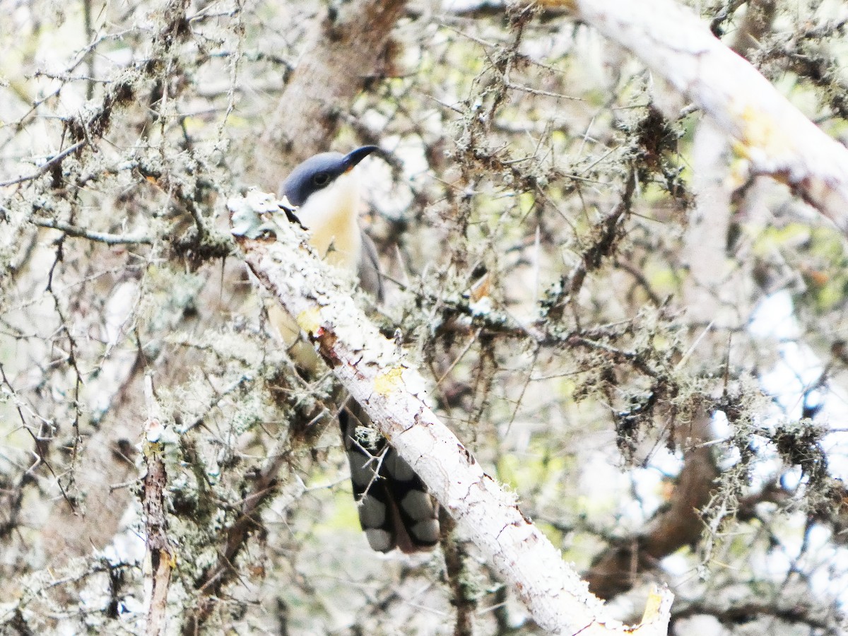 Кукліло бурий - ML644862113