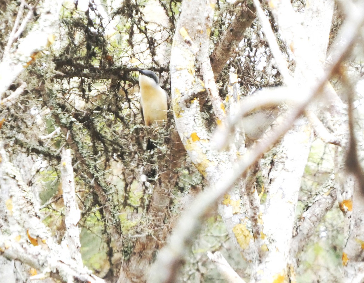 Кукліло бурий - ML644862119