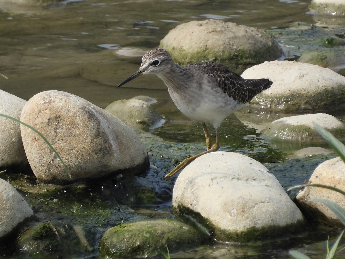 タカブシギ - ML644862121