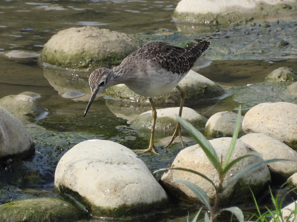 タカブシギ - ML644862122