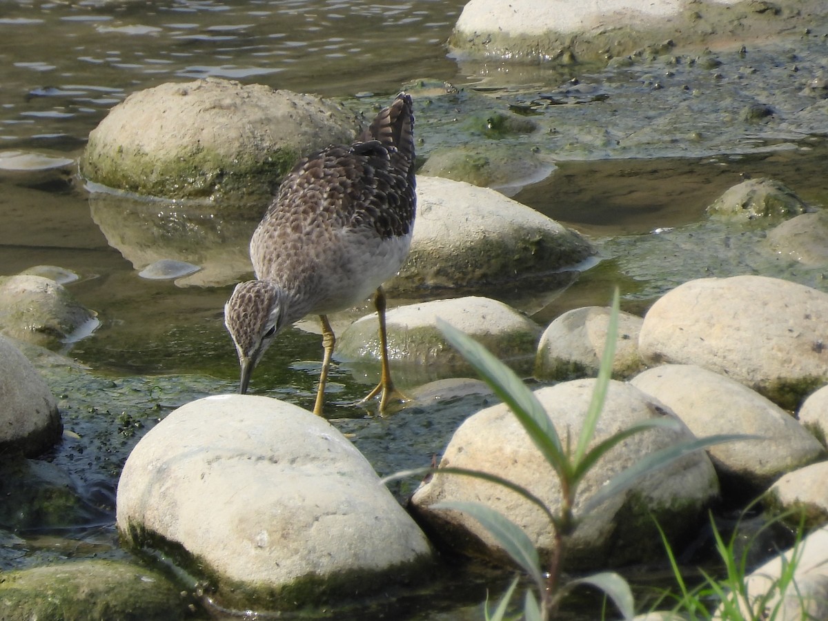 タカブシギ - ML644862123