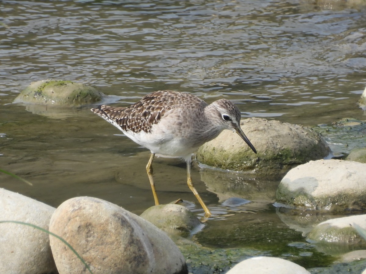 タカブシギ - ML644862124