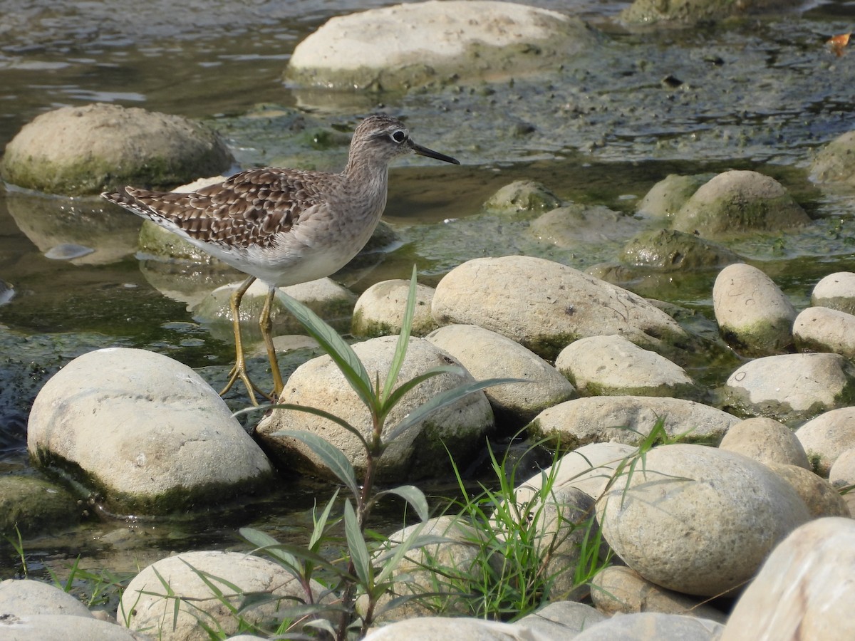 タカブシギ - ML644862125