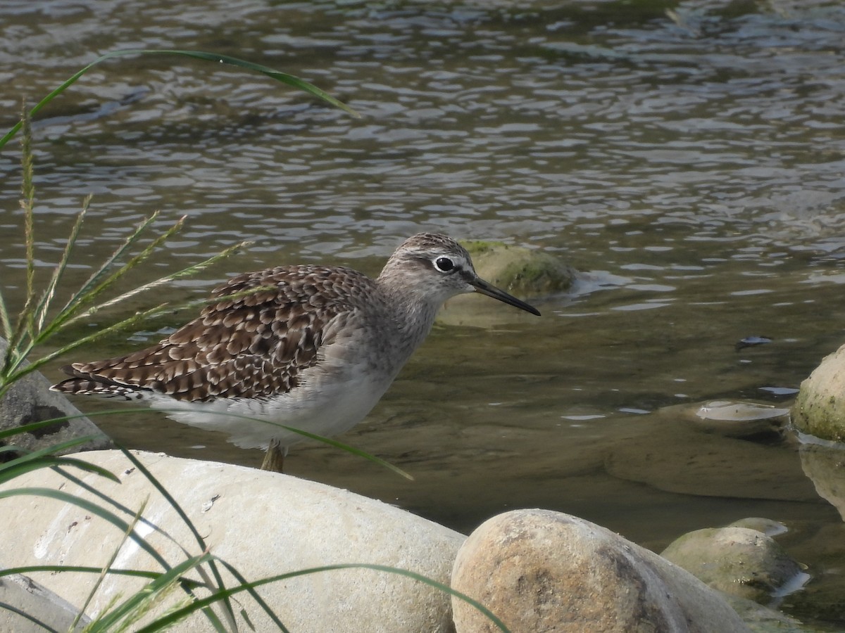 タカブシギ - ML644862126