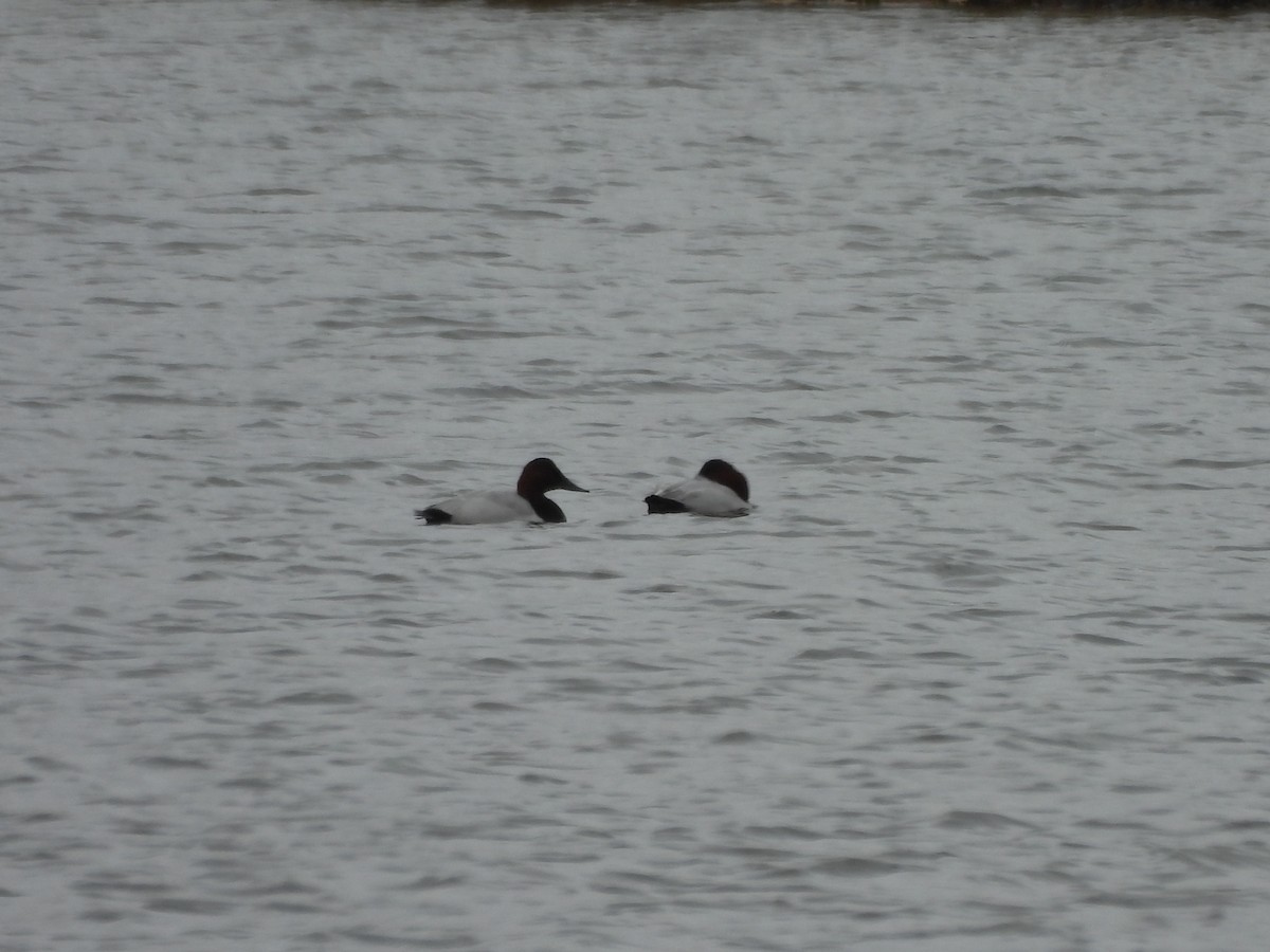 Büyük Elmabaş - ML644862130