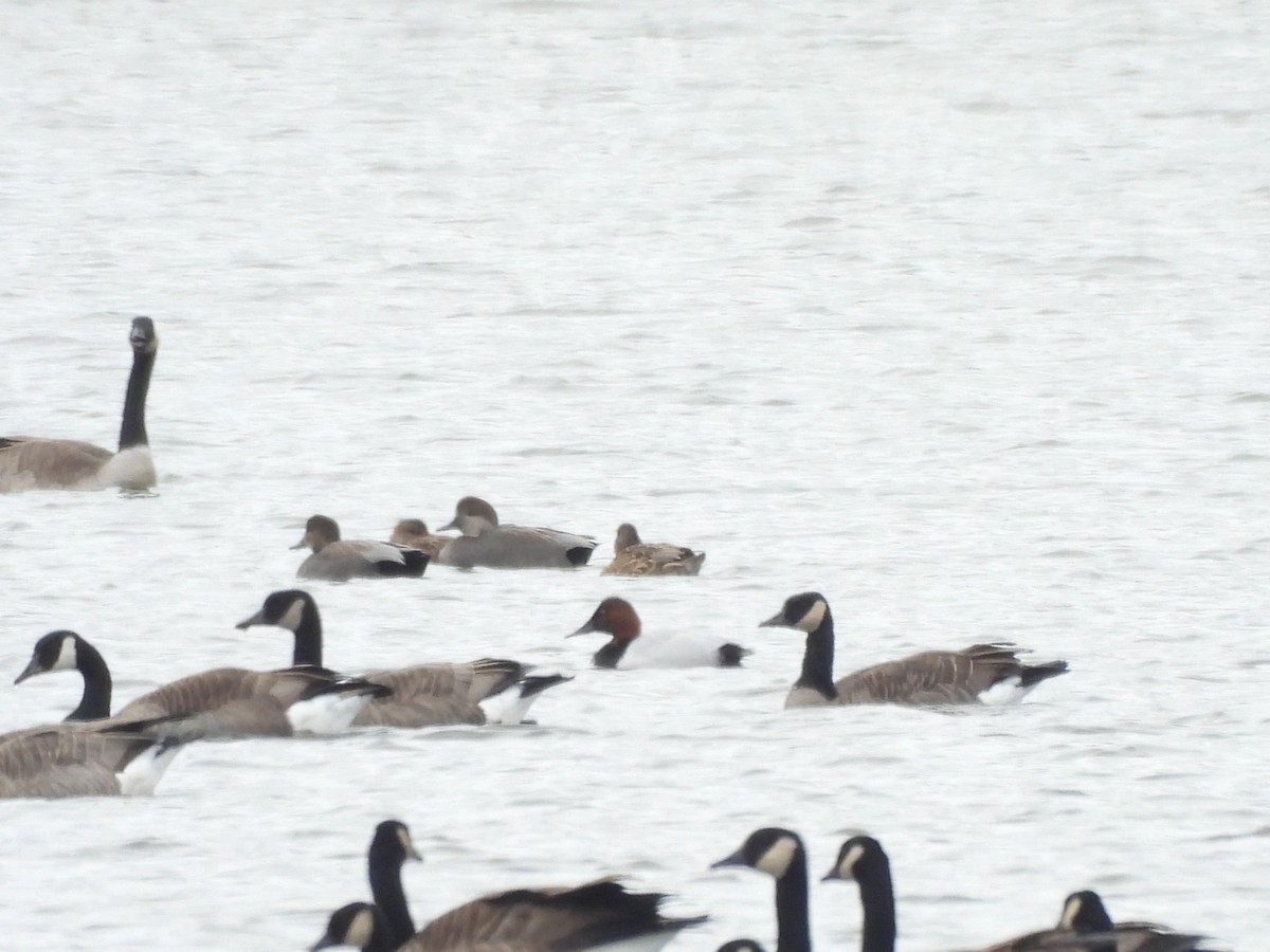 Büyük Elmabaş - ML644862131