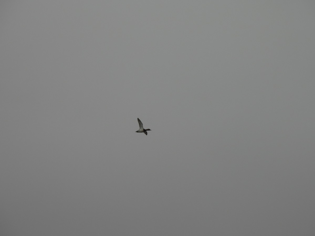 Büyük Elmabaş - ML644862132