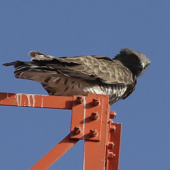 orlík krátkoprstý - ML644862133