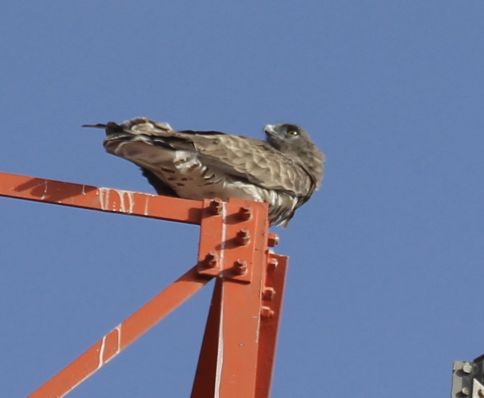 orlík krátkoprstý - ML644862134