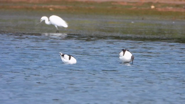 Pied Avocet - ML644862135