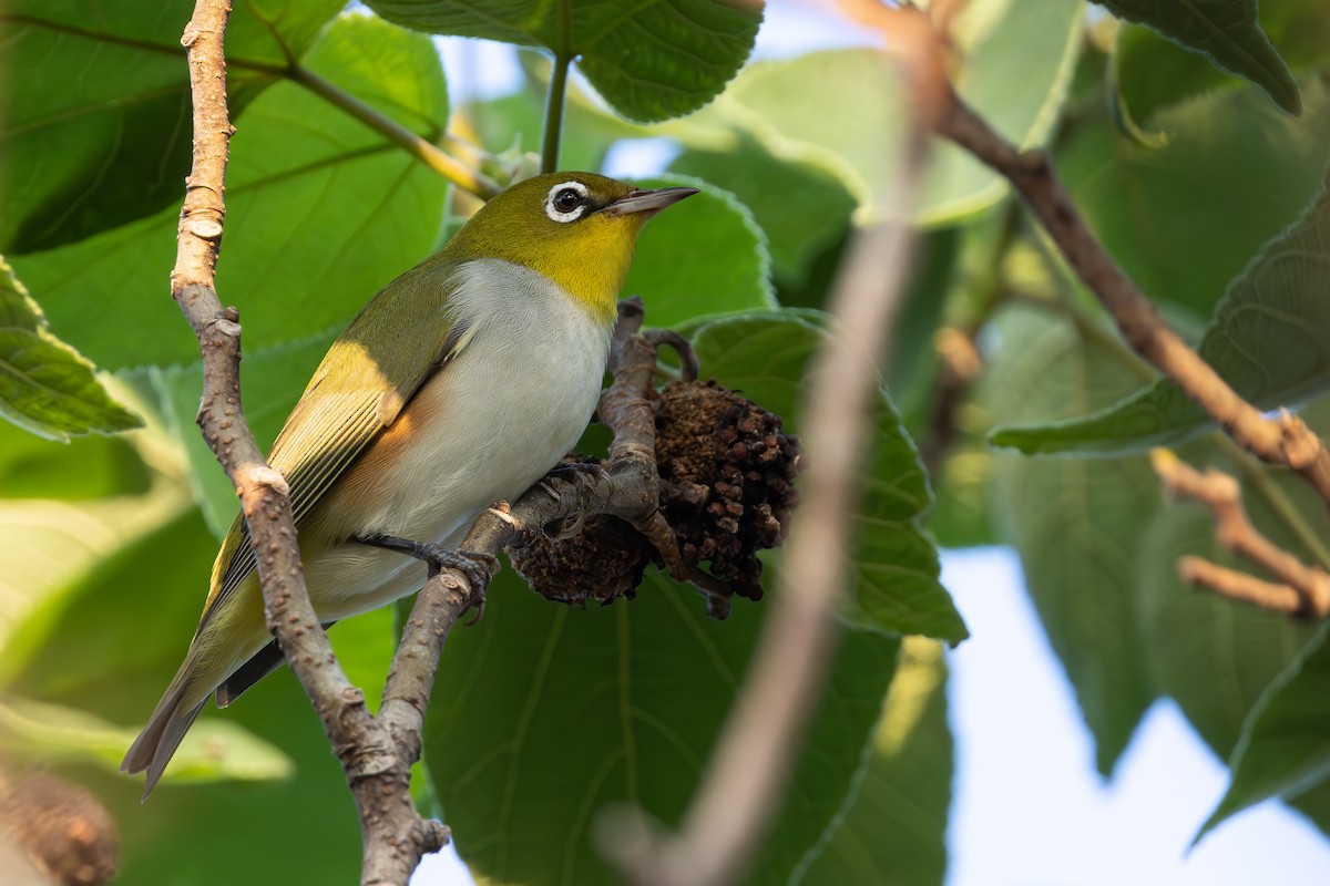 Zostérops à flancs marron - ML644862142