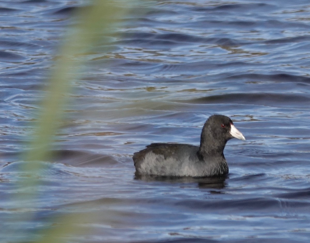Foulque d'Amérique - ML644862143