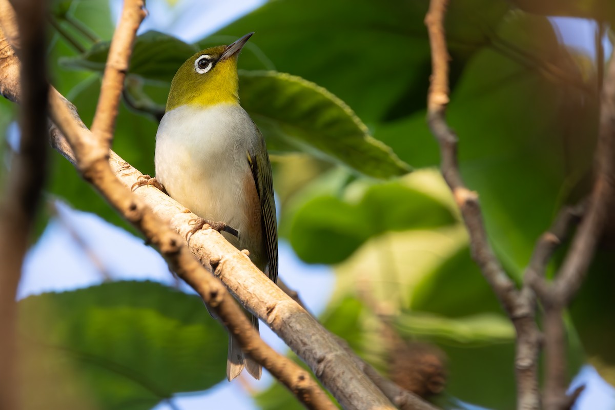 Zostérops à flancs marron - ML644862144