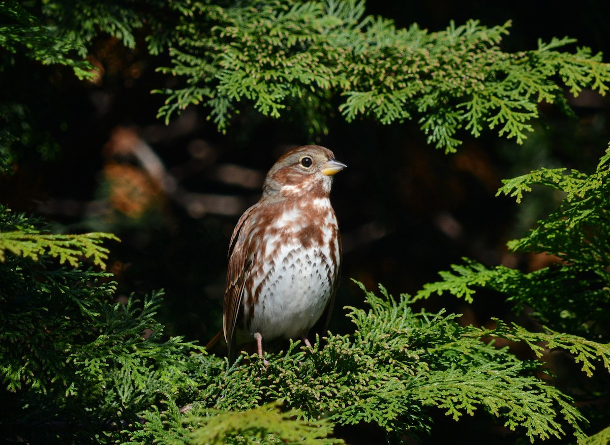 Fox Sparrow - ML644862150