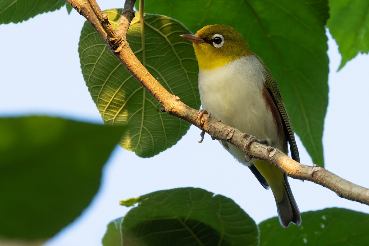 Zostérops à flancs marron - ML644862153