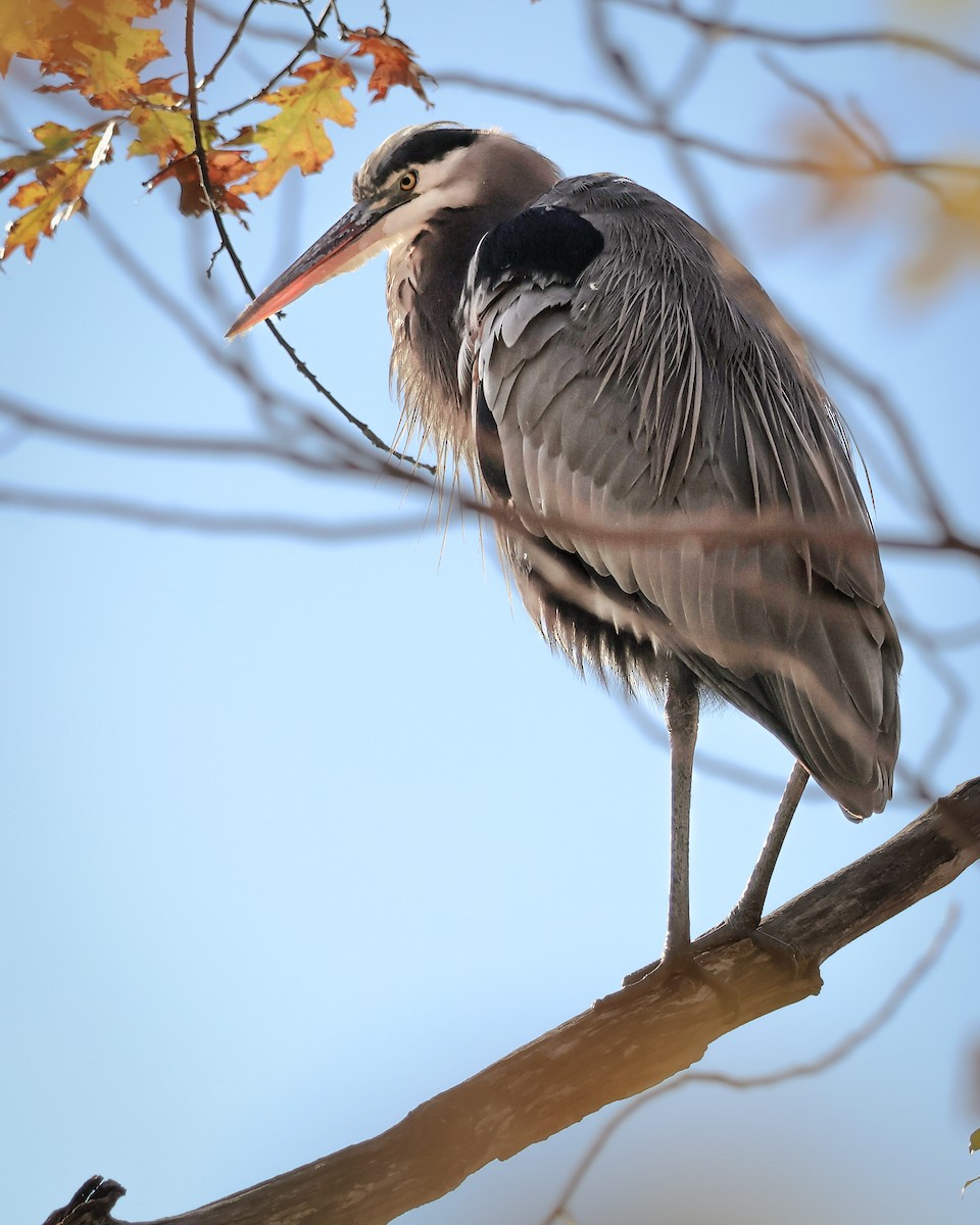 Great Blue Heron - ML644862154