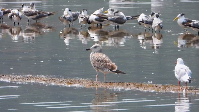 Lesser Black-backed Gull - ML644862161