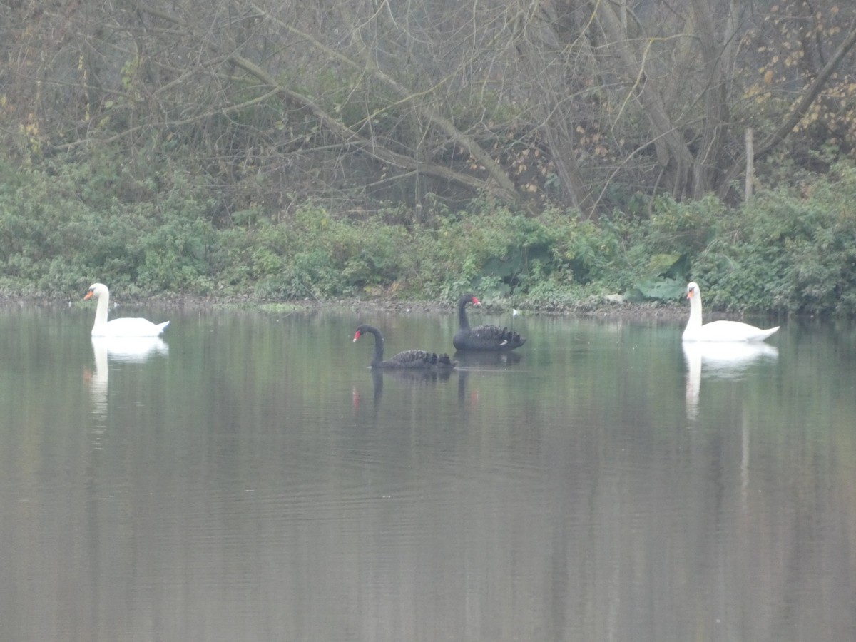 Black Swan - ML644862168